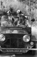 Brigitte Bardot With Dogs